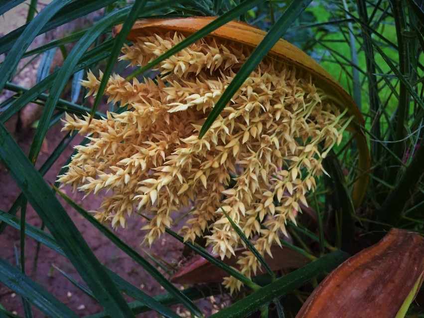 Phoenix Roebelenii Flowers