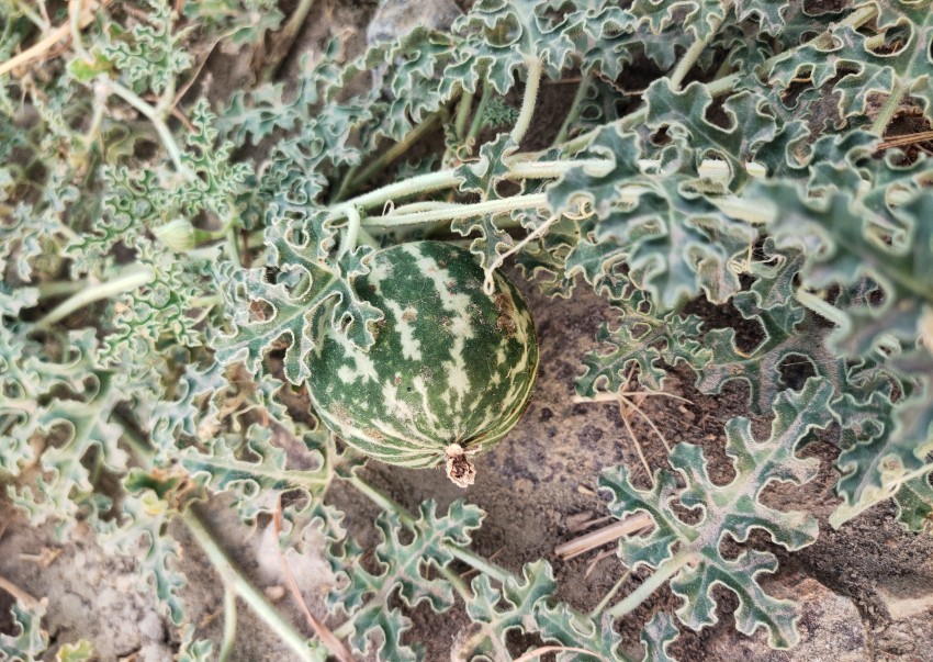 Desert Squash (Citrullus colocynthis), Harbel stock footage