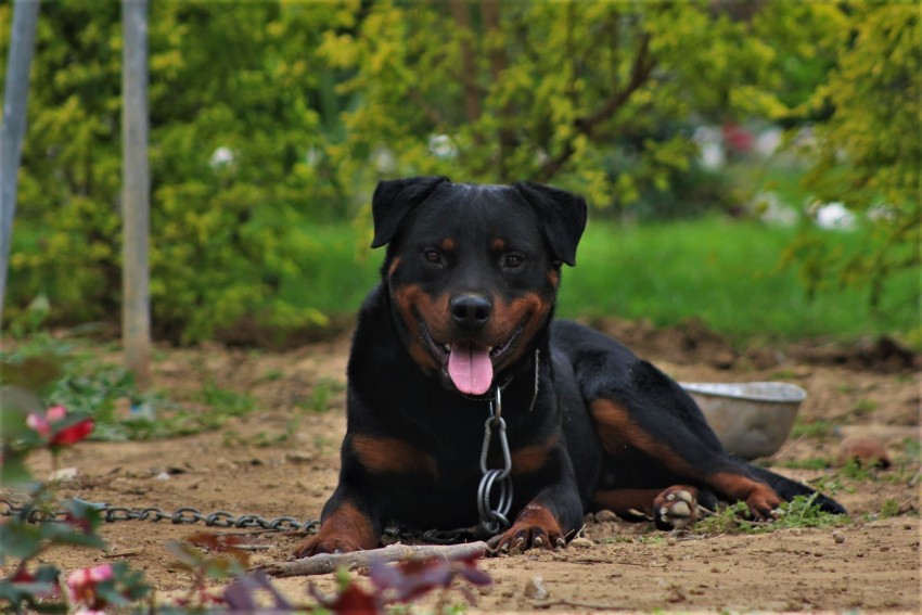 Django Rottweiler