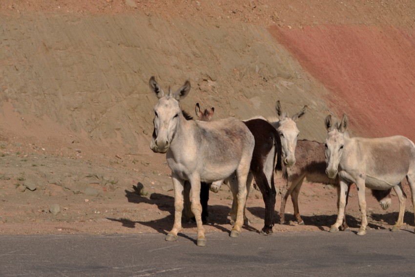 Donkeys herd in mountains