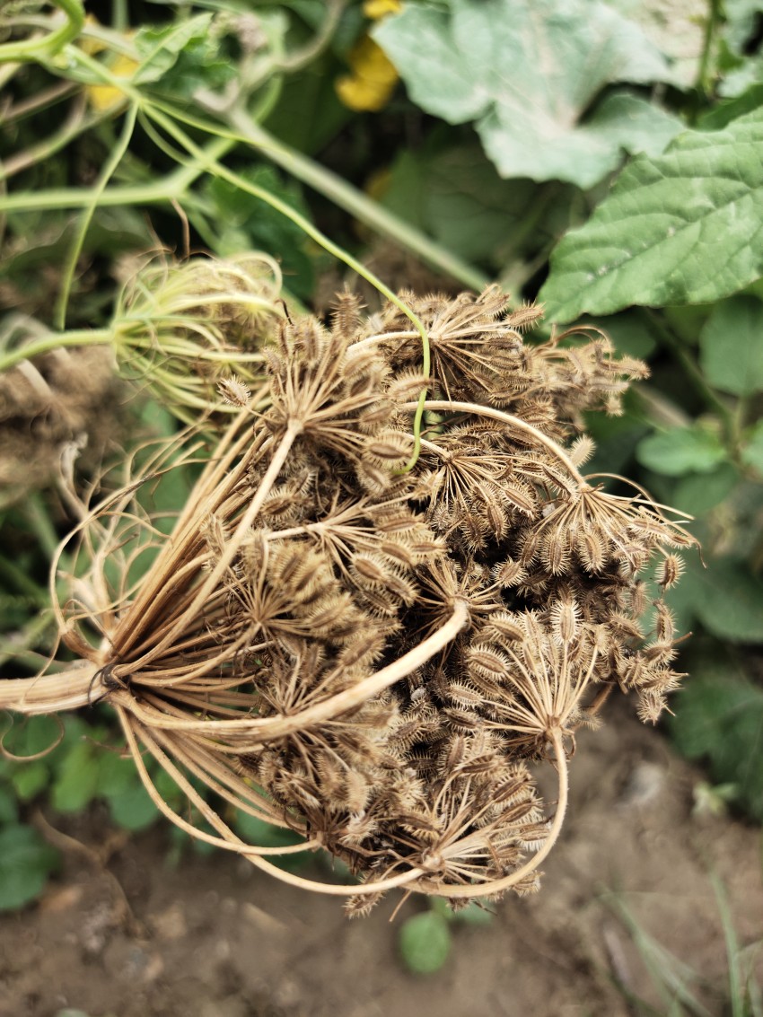 Dried sweet fennel plant
