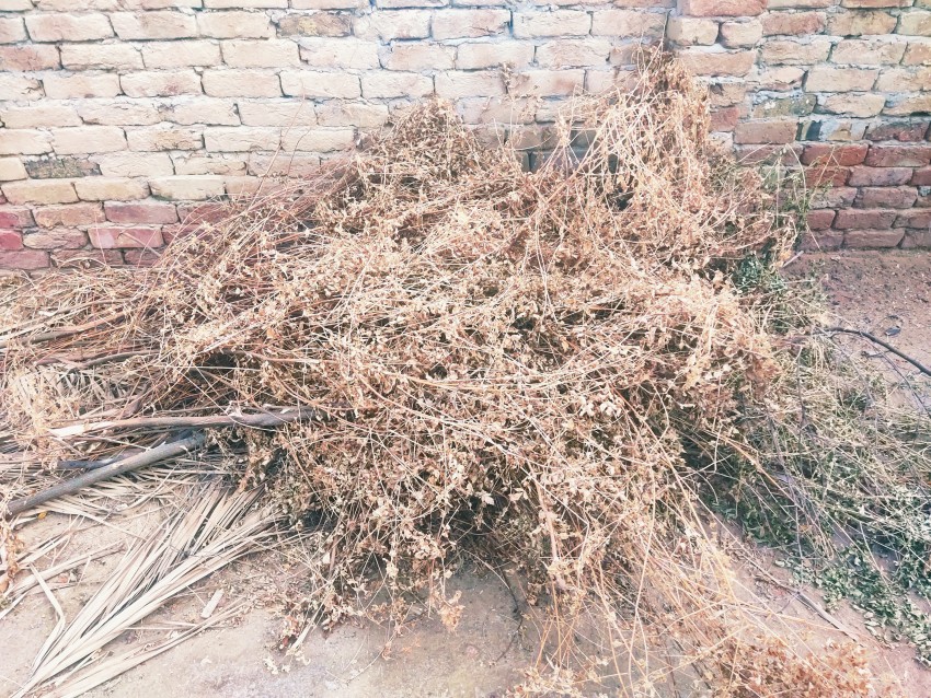 Dried wood of plums and cakras, tree stock footage