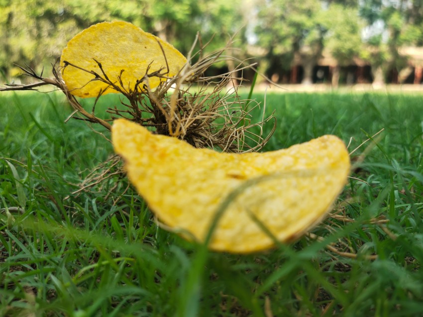 Dry grass with lays chips in the Bahawalpur zoo