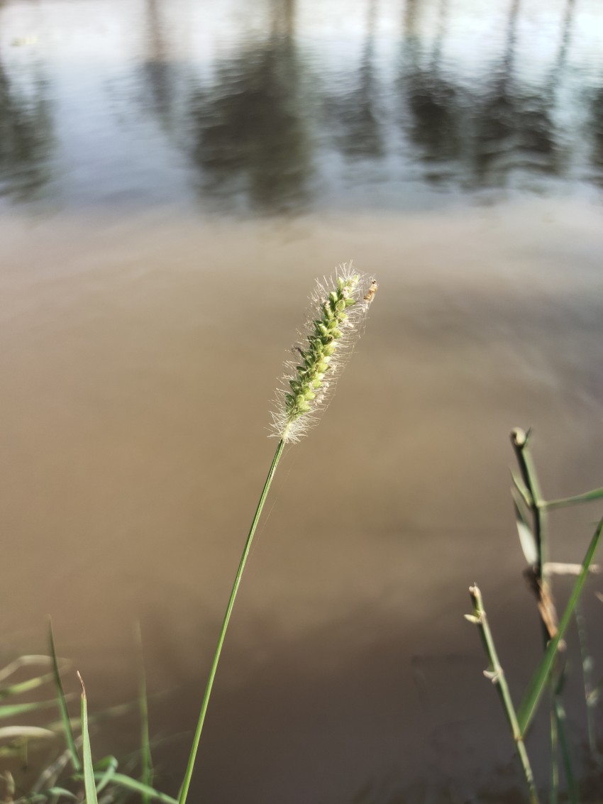 Dunmbi Stti plant on the side of a flowing canal with a small worm sitting on it.