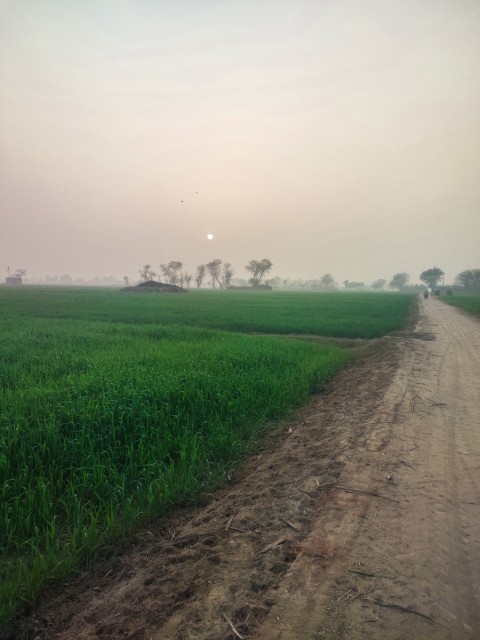 During the winter season, Punjab often sees this type of weather where the sun is clearly visible and light fog and greenery.