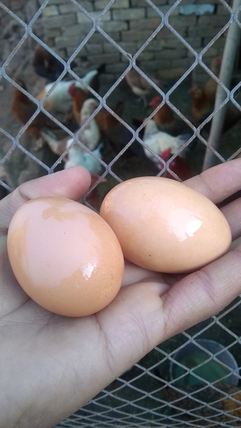 Eggs from home poultry farm