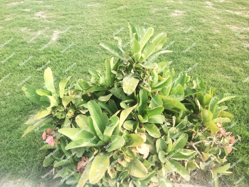 Euphorbia Milii var. Pink Flower plant stock footage
