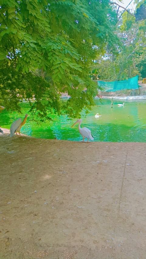 Pelicans in a zoo in lake