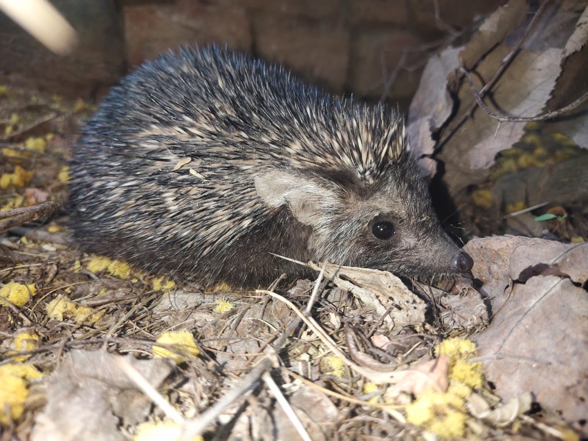 Face view of Desert hedgehog (Paraechinus aethiopicus)
