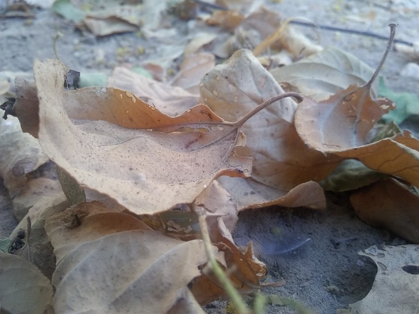 Falling dry leaves in autumn HD stock footage