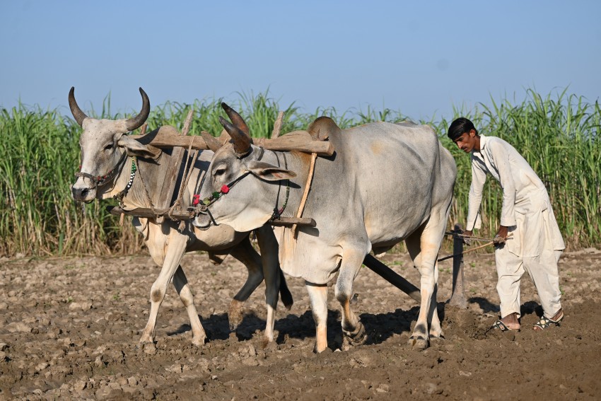 Farmer