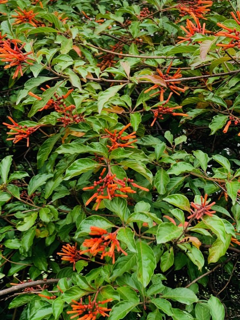 Firebush
