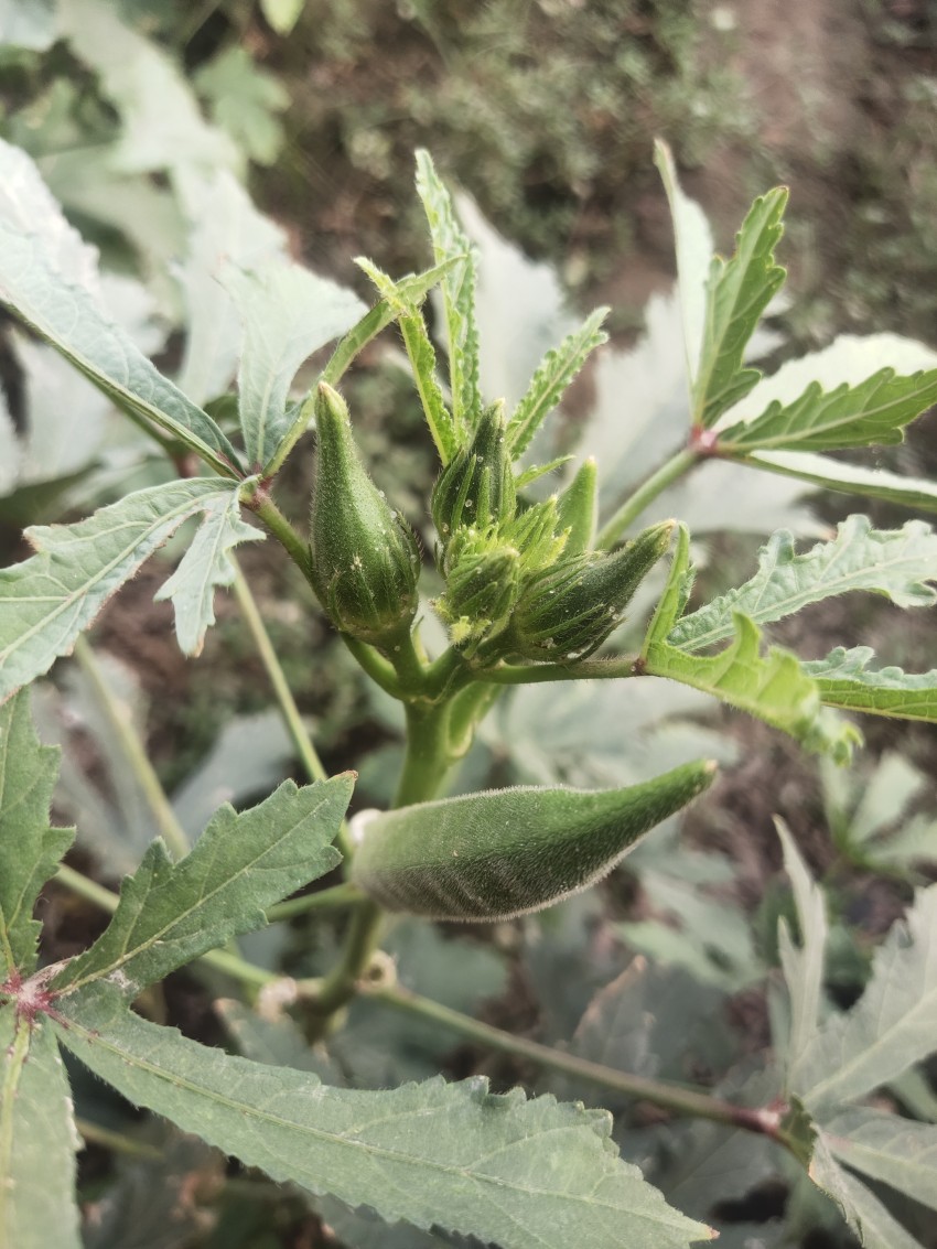 Five okra on one branch