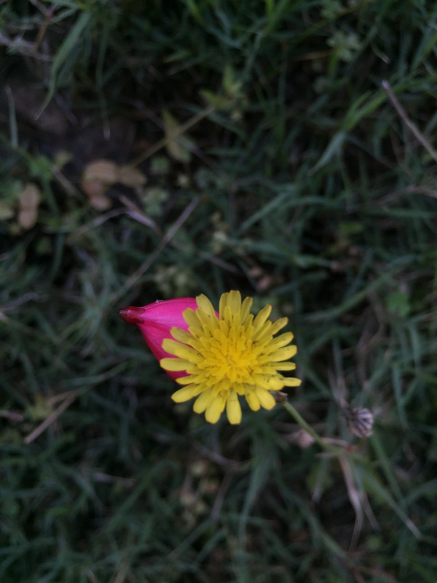 Dandelion