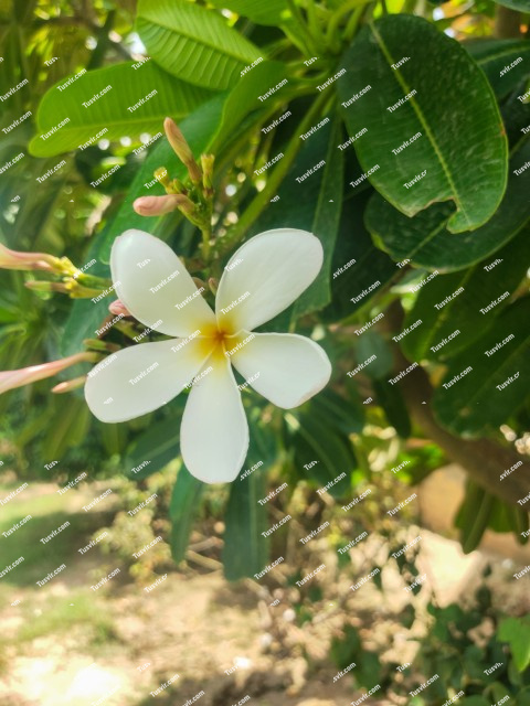 Flower (Plumeria flower) white color, beautiful flowers in the garden stock Footage