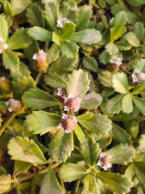 Flowering meadow with small white flowers and green leaves.
