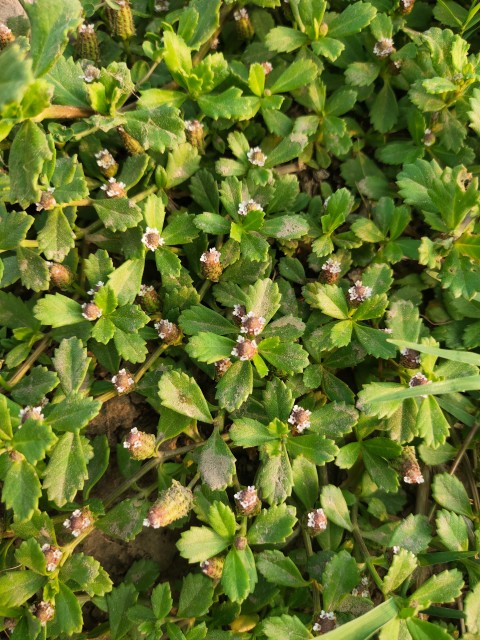 Flowering meadow with small white flowers and green leaves.