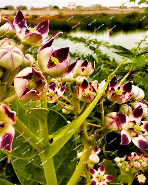 Flowers