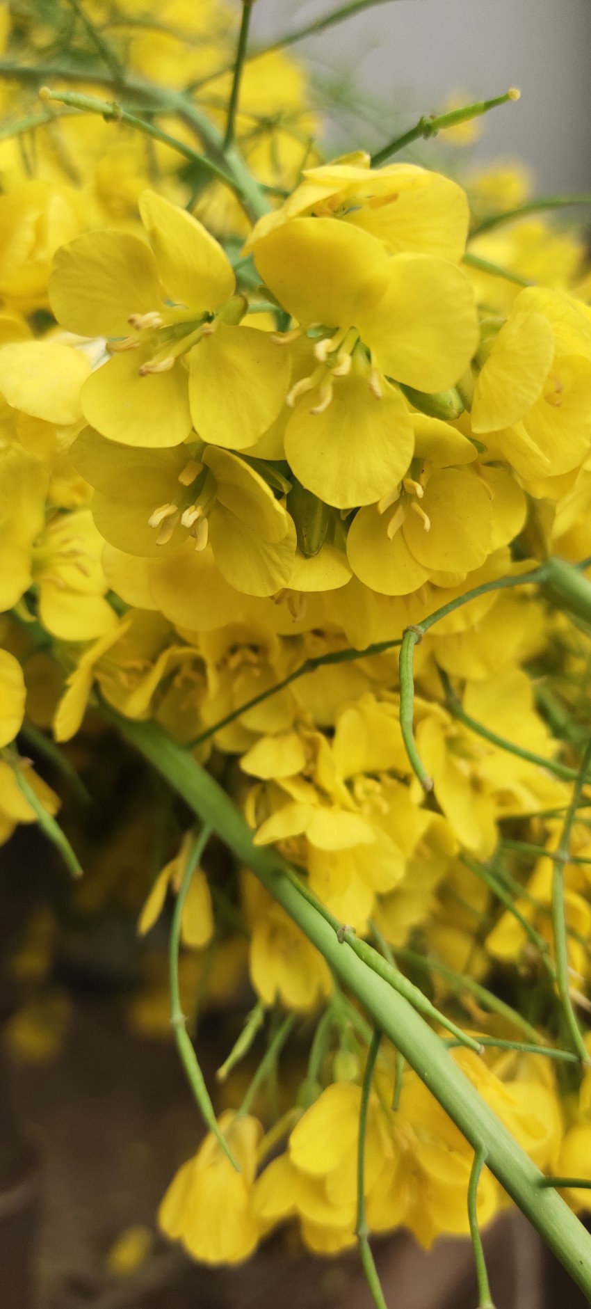 Flowers of the mustard crop, Full HD quality stock footage