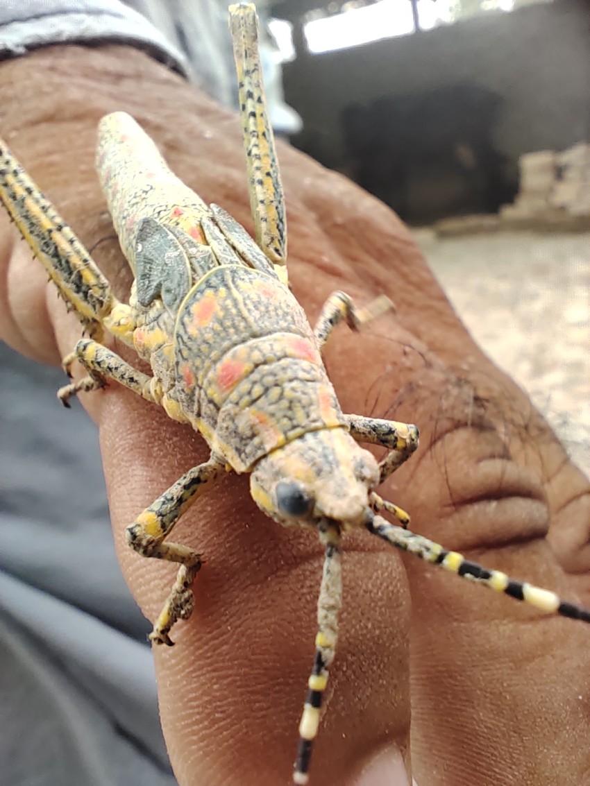 Flying in the air, a grasshopper is sitting with its hands on its hands.