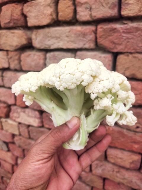 Fresh cauliflower, vegetable stock footage