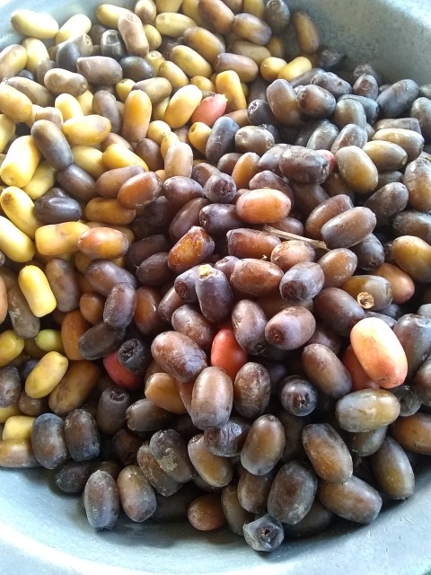 Full HD photo of the best dates of Punjab, Pakistan