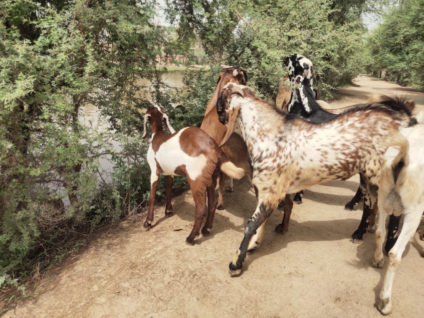 Goats roaming on the edge of the canal