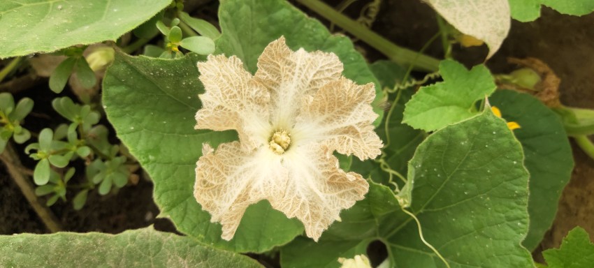 Gourd flower HD Stock footage