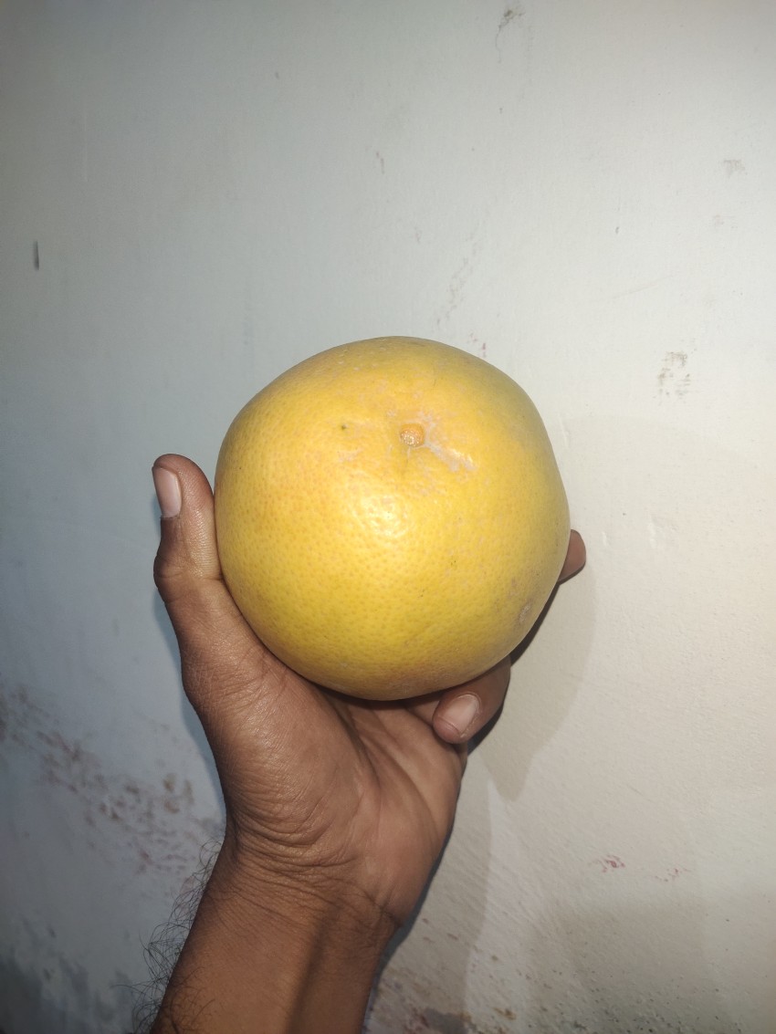 Grapefruit view in the hand, fruit stock footage