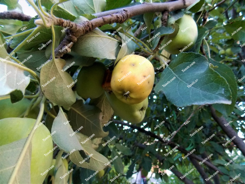 Green Apples