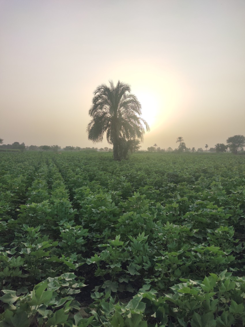 Green cotton crops and date tree with sunset Portrait stock footage