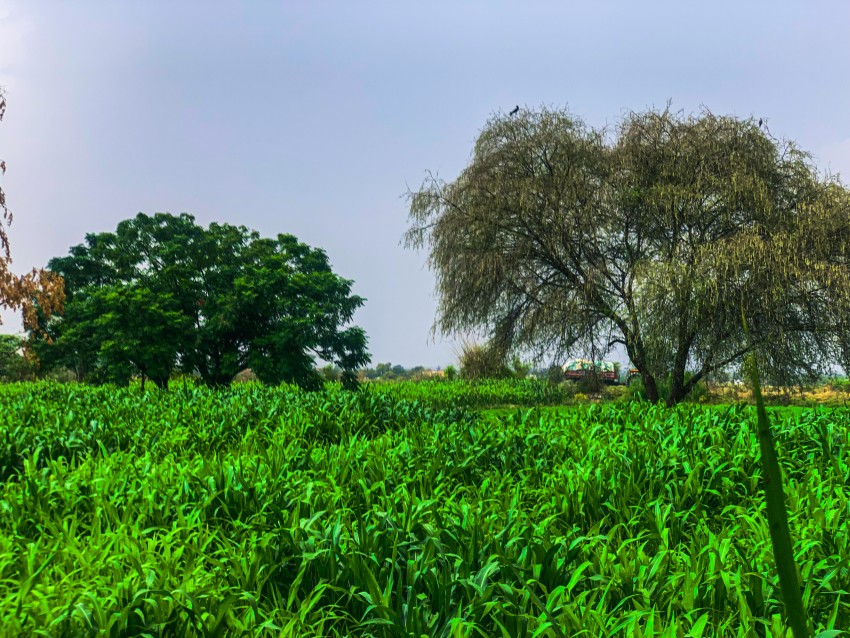 Green Field & Trees