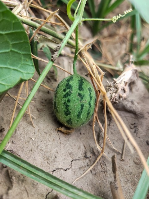 Growing young small watermelon plant in the garden, close-up.