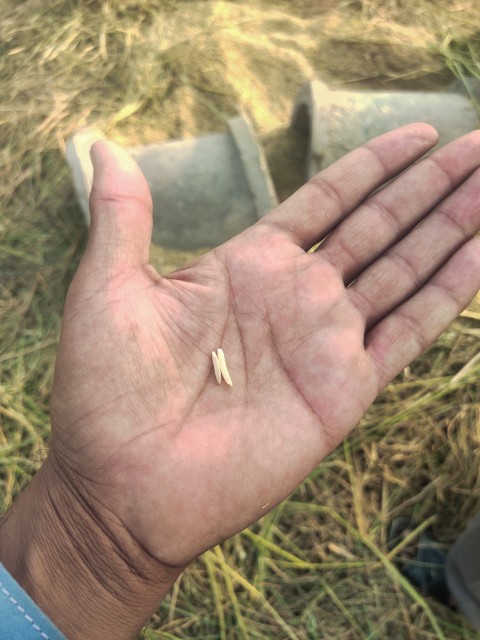 Harvesting of the rice crop, commonly known as the paddy crop