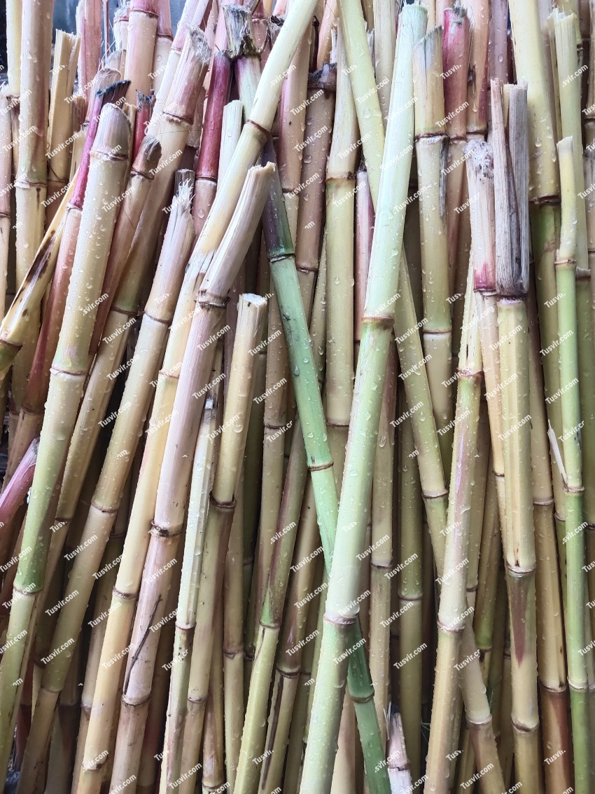Heavy raindrops on cut sugarcane pieces
