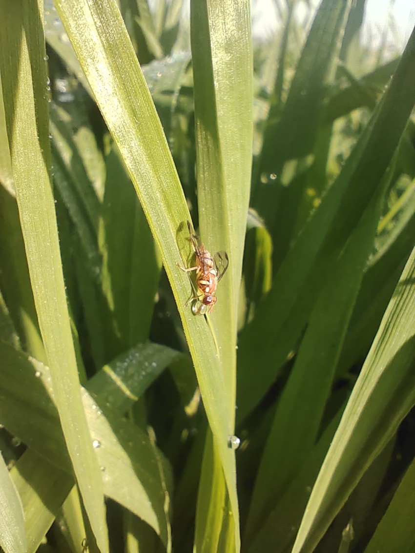 Honey bee drinking dew on sugarcane crop in the morning
