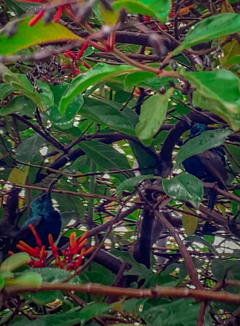 Humming Birds