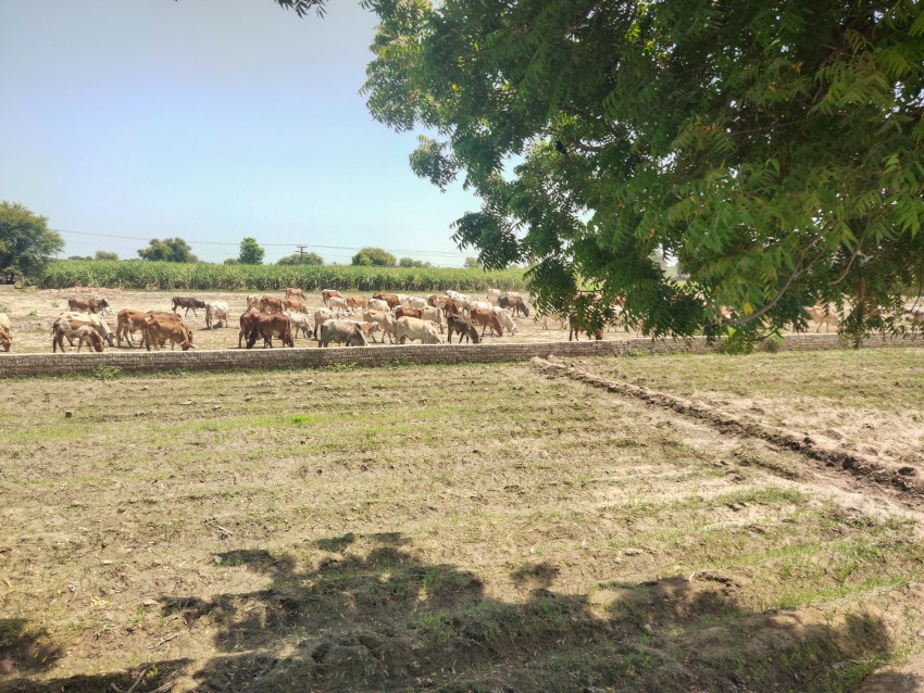 The neem tree, empty land, and cow-calf then sugarcane crop and blue sky view in one picture