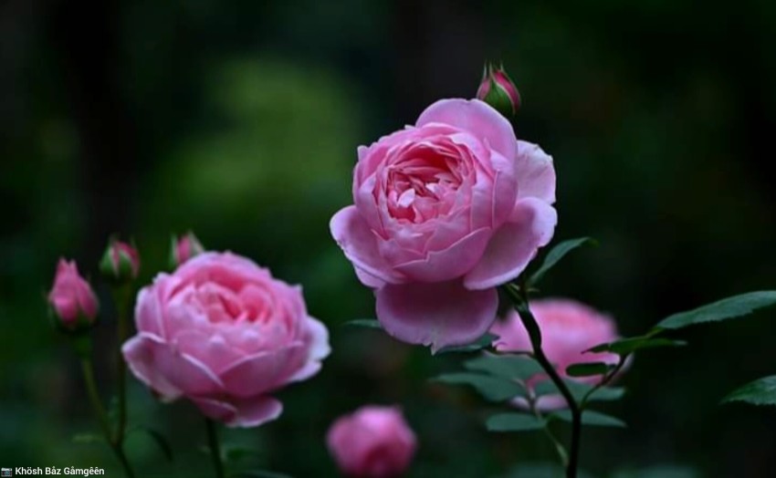 Pink Roses Blooming in a Lush Green Garden Scene