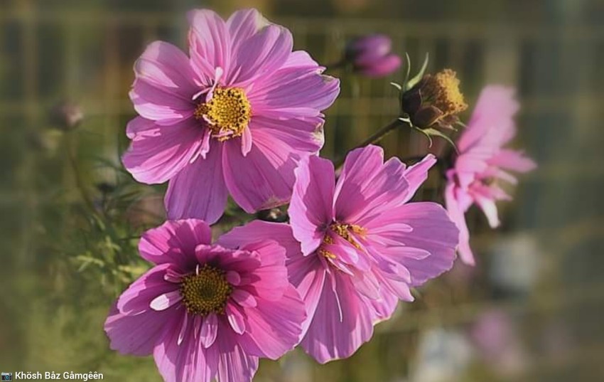 Pink Cosmos Flowers Blooming in a Beautiful Garden