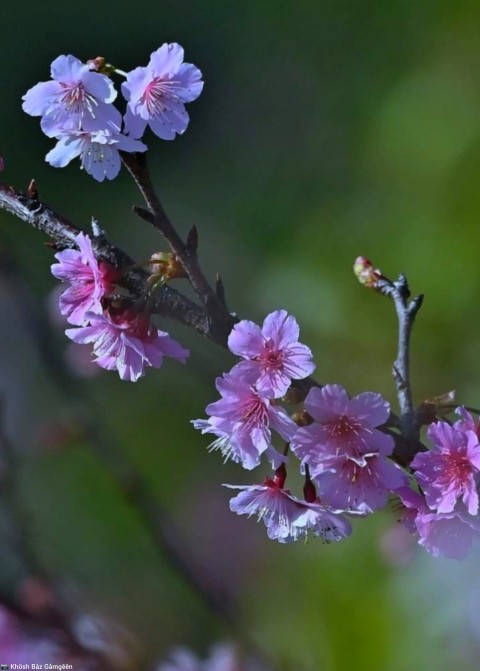 Purple Blossoms Blooming on a Spring Tree Branch