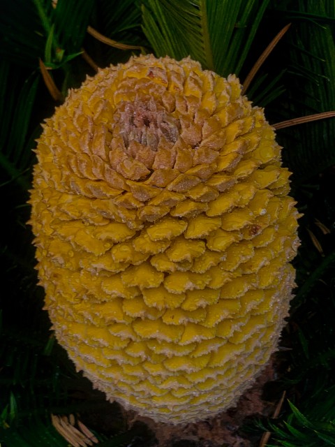 Japanese Sago Palm (Inflorescence)