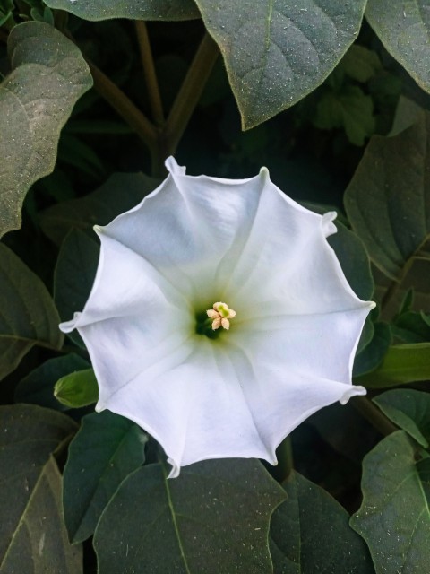 Jimson Weed