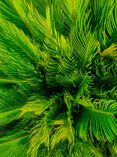 Kangi Palm / Sago Palm