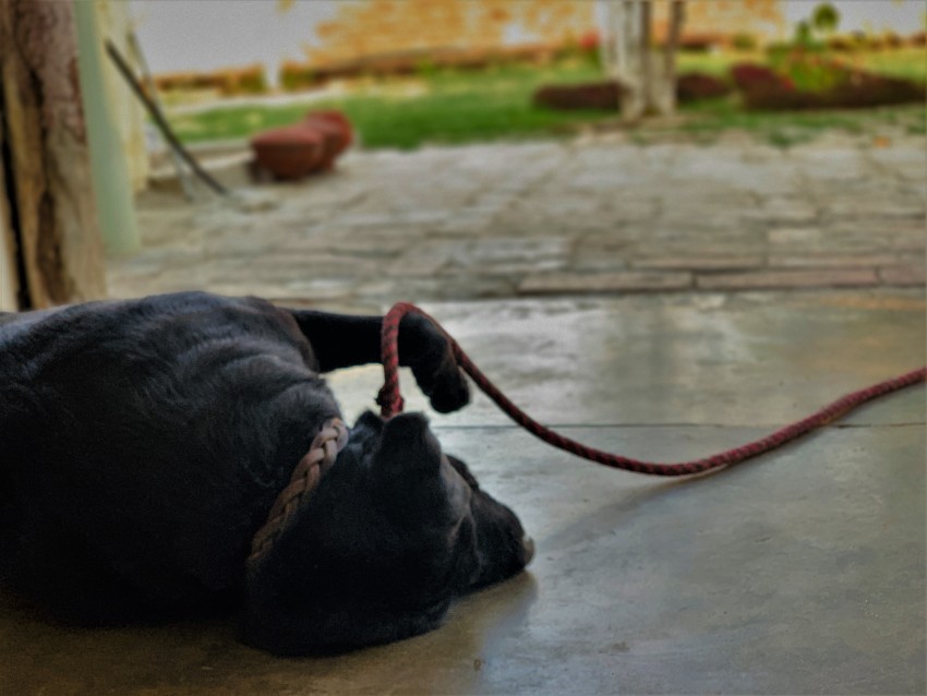 Labrador Retriever