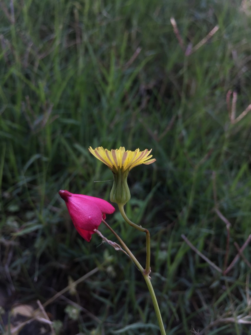 Dandelion