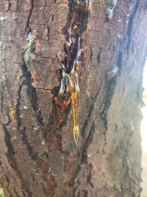 Leaking sap on a cherry blossom tree stock photo