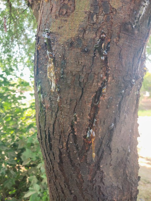 Leaking sap on a cherry blossom tree stock photo closeup view