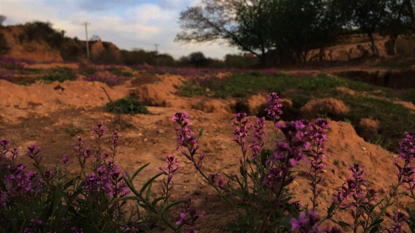 Linaria Purpurea