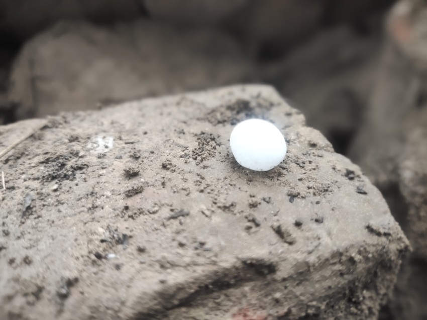 Lizard egg on the fallen wall, Animal small egg stock footage